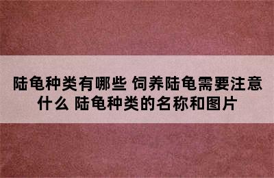 陆龟种类有哪些 饲养陆龟需要注意什么 陆龟种类的名称和图片